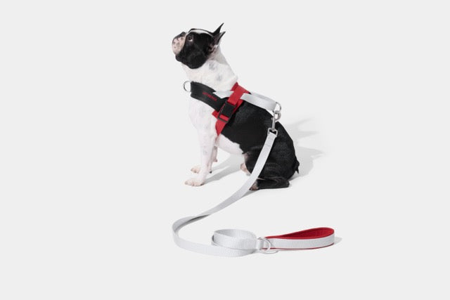 VETRESKA Circuit Quick Fit Pet Harness & Leash Set (Pre Order)