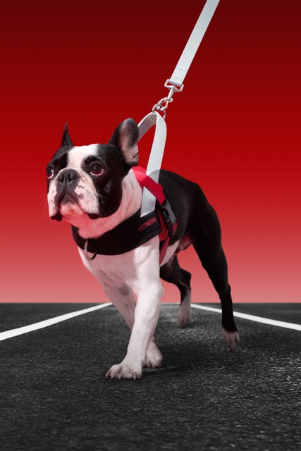 VETRESKA Circuit Quick Fit Pet Harness & Leash Set (Pre Order)