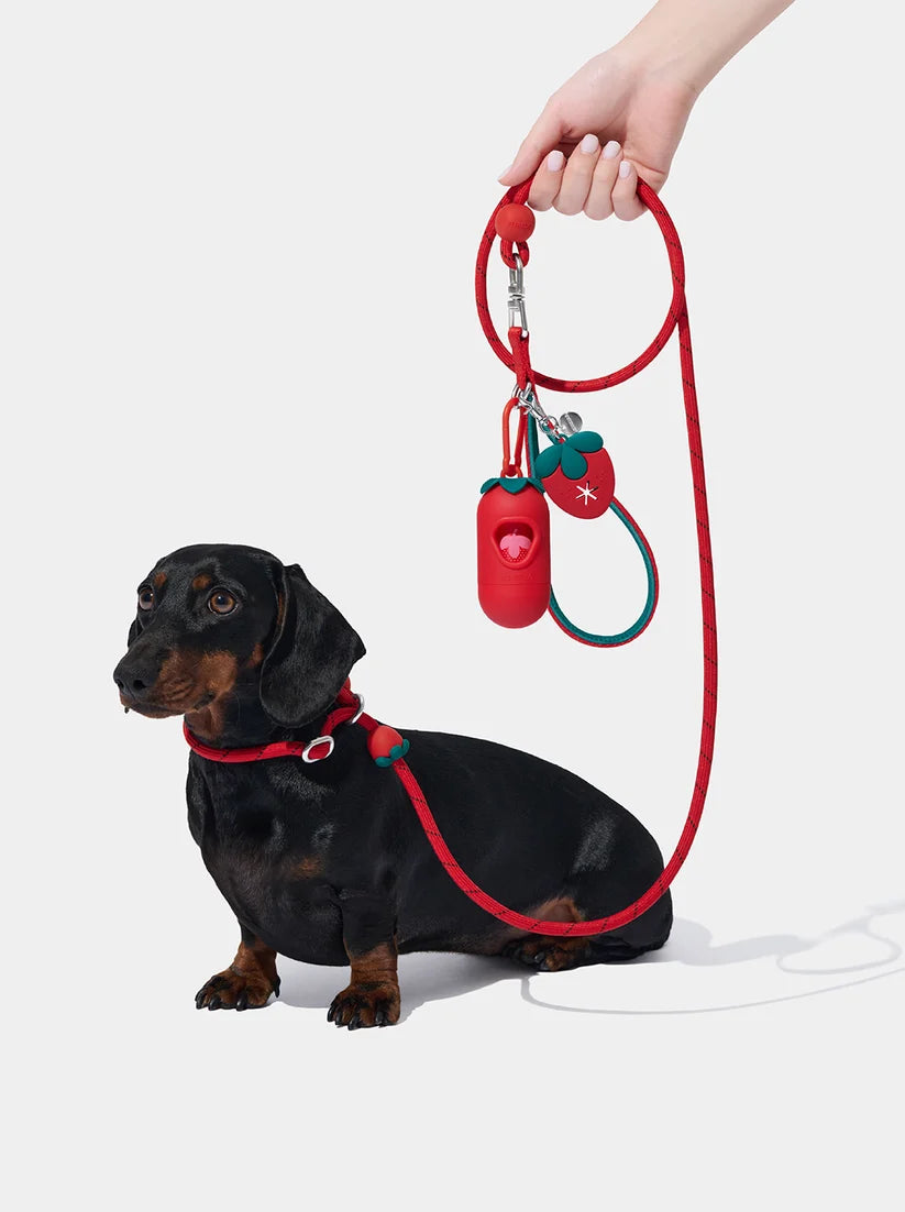 Connect Lite Walk Kit