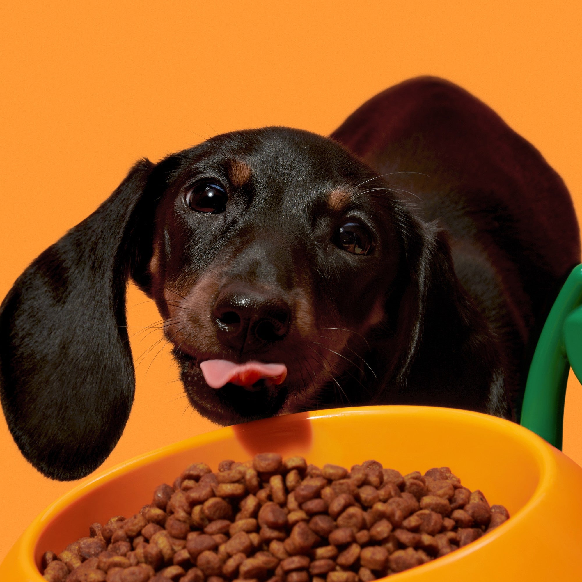 VETRESKA Juicy Tangerine Pet Bowl, Spoon & Mat Set