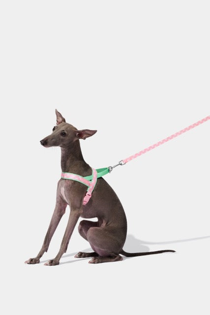 VETRESKA Flora Pet Harness & Leash Set (Pre-Order)