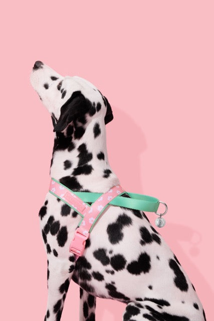 VETRESKA Flora Pet Harness & Leash Set (Pre-Order)