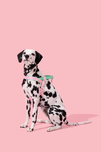 VETRESKA Flora Pet Harness & Leash Set (Pre-Order)