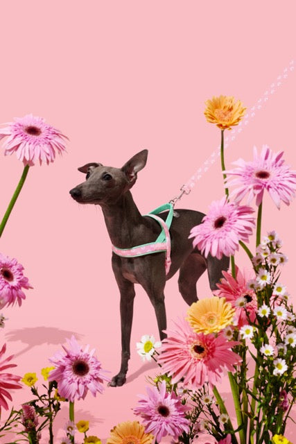 VETRESKA Flora Pet Harness & Leash Set (Pre-Order)