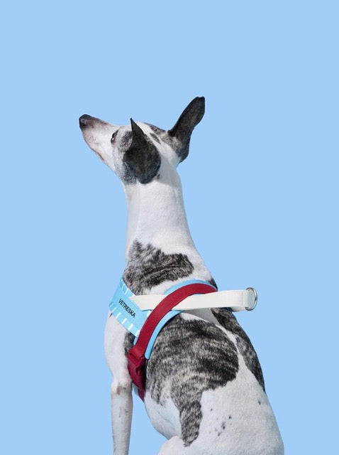 VETRESKA Mist & Merlot Pet Harness & Leash Set (Pre-Order)