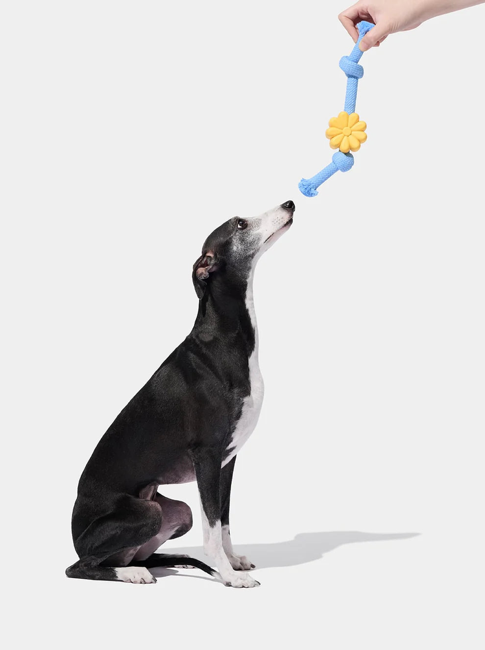 Playful Charm Knot Rope Toy-Daisy