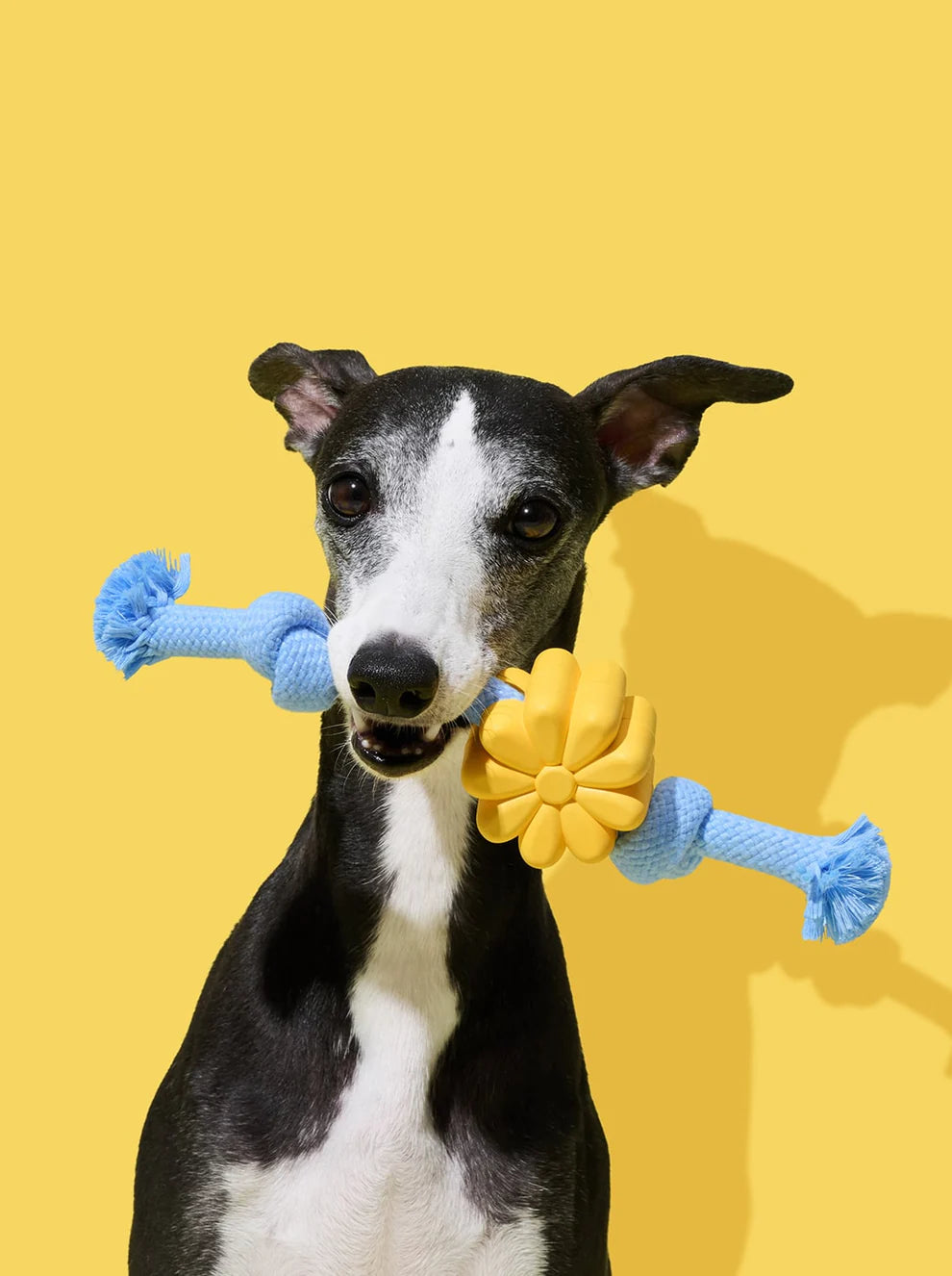 Playful Charm Knot Rope Toy-Daisy