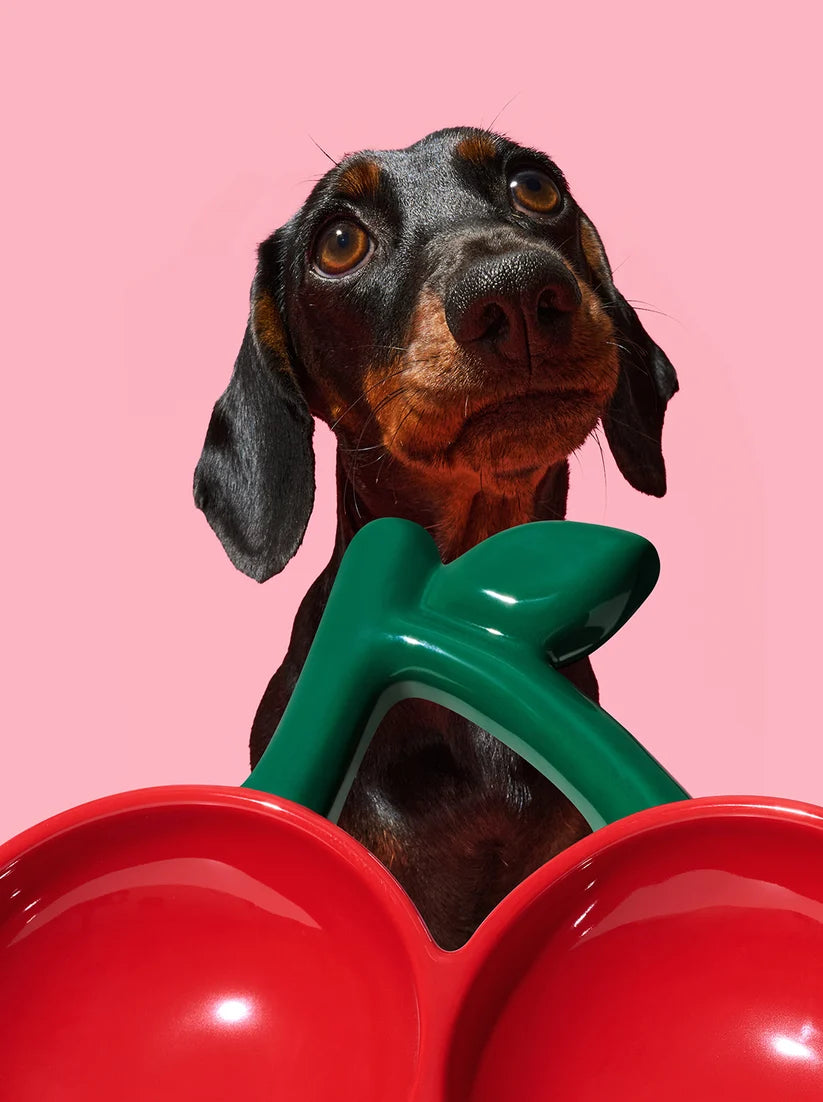 Vetreska Cherry Ceramic Pet Bowl(Pre-Order)