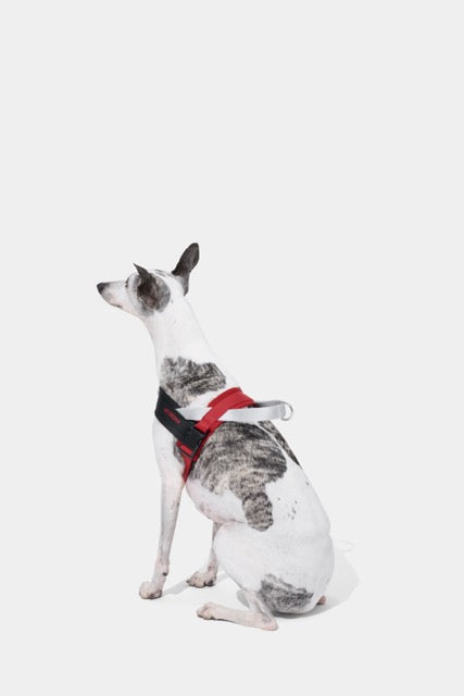 VETRESKA Circuit Quick Fit Pet Harness & Leash Set (Pre Order)