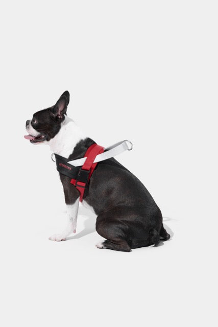 VETRESKA Circuit Quick Fit Pet Harness & Leash Set (Pre Order)