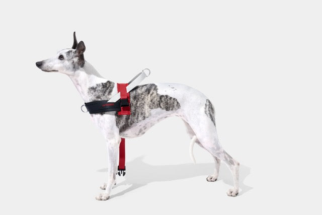 VETRESKA Circuit Quick Fit Pet Harness & Leash Set (Pre Order)