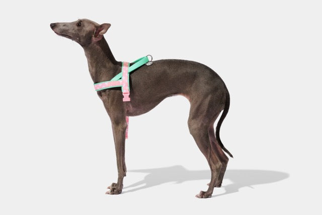 VETRESKA Flora Pet Harness & Leash Set (Pre-Order)
