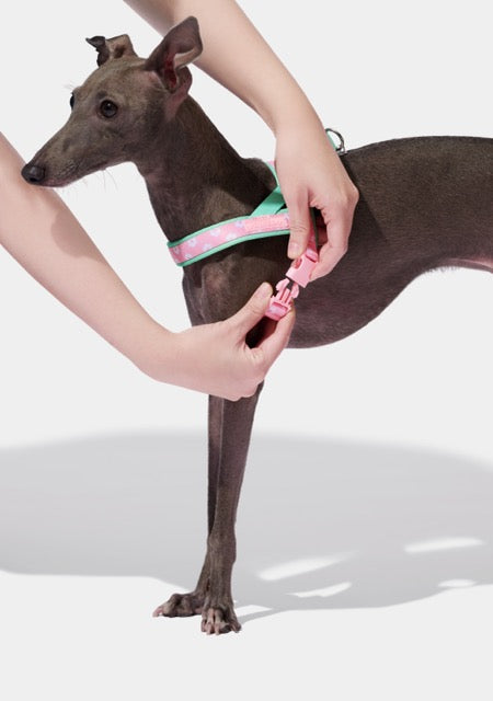 VETRESKA Flora Pet Harness & Leash Set (Pre-Order)
