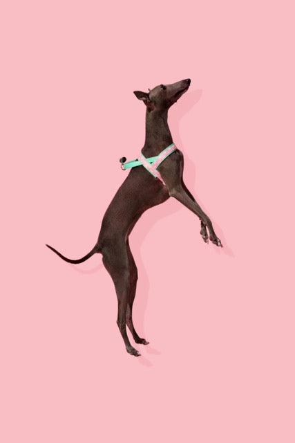 VETRESKA Flora Pet Harness & Leash Set (Pre-Order)