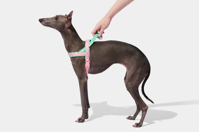 VETRESKA Flora Pet Harness & Leash Set (Pre-Order)
