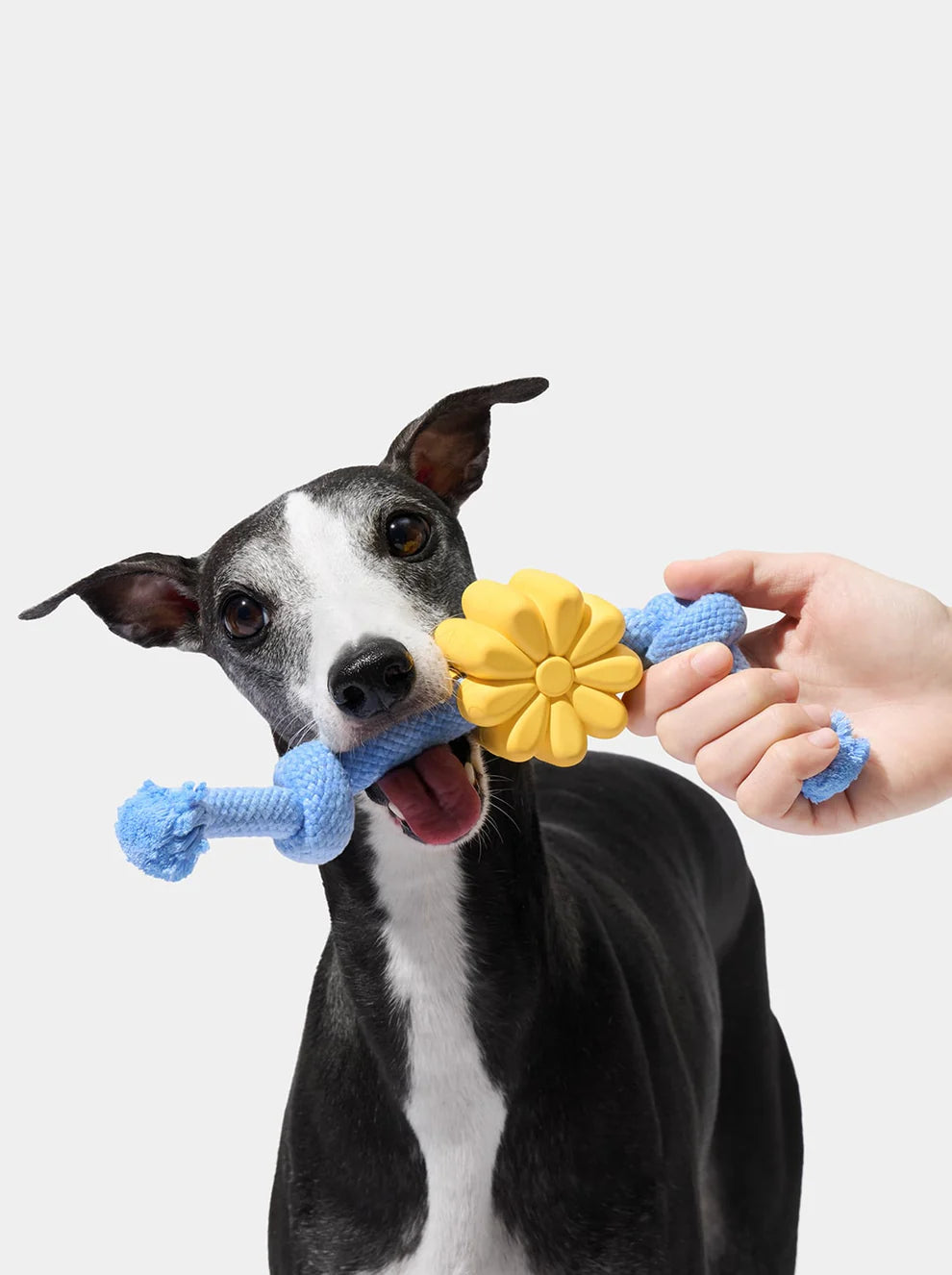 Playful Charm Knot Rope Toy-Daisy